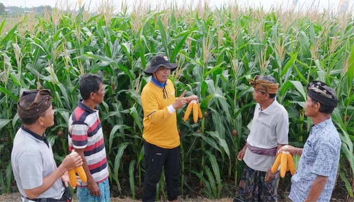 Dukung Swasembada Pangan Bali Kembangkan Jagung